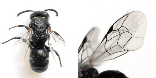 Réf. 342 185 : Hylaeus sp.